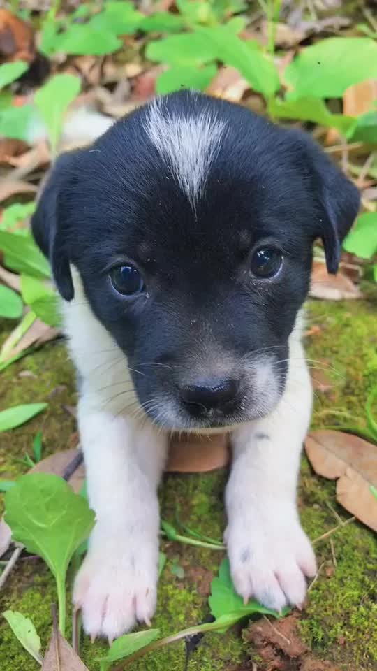 小奶中华田园犬