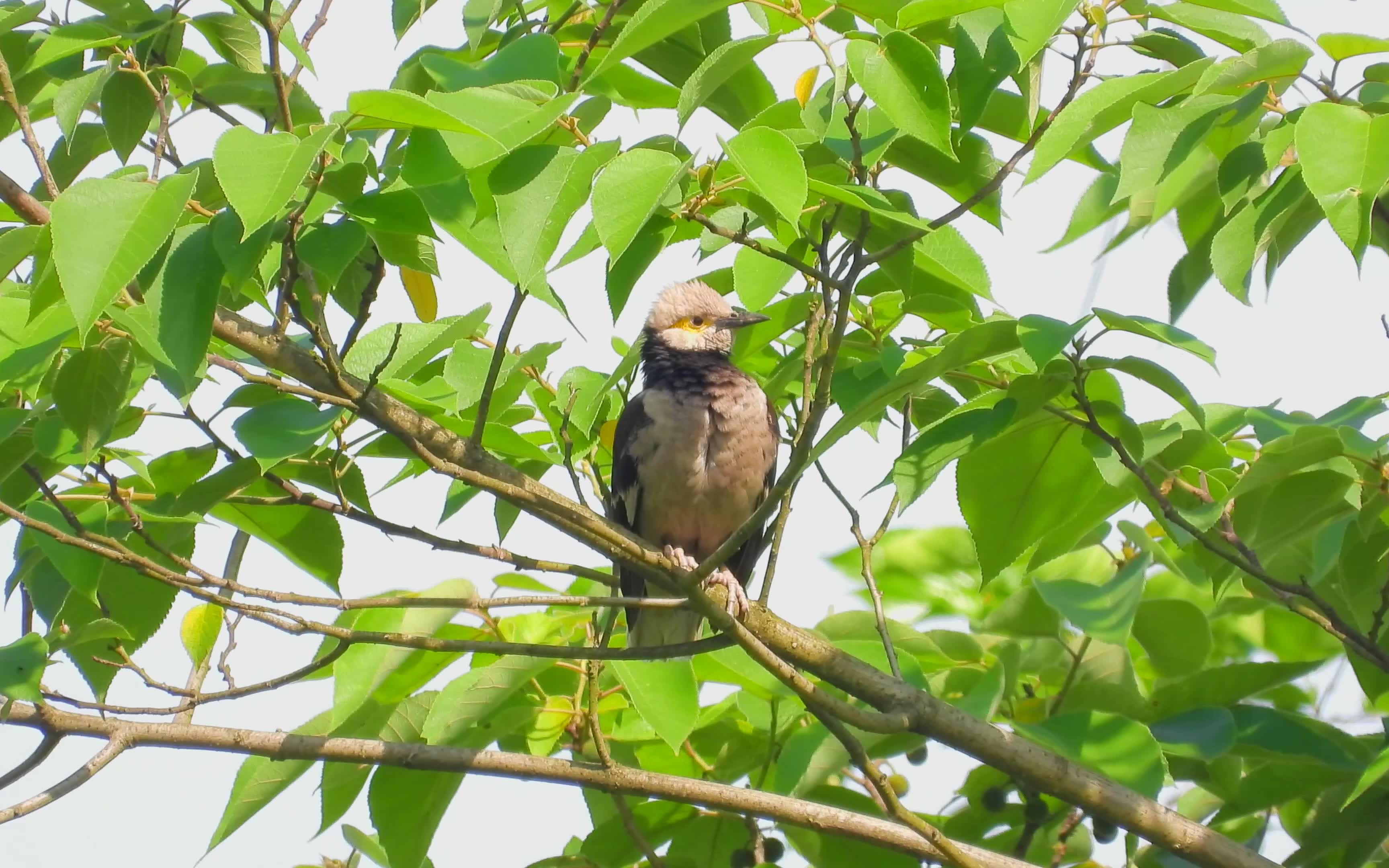 黑领椋鸟花八哥,好听的黑领椋鸟叫声