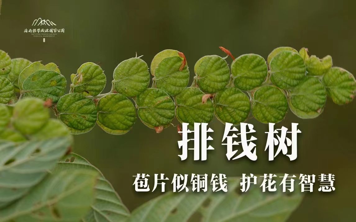 [图]植物篇：排钱树 | 海南热带雨林国家公园科普视频系列