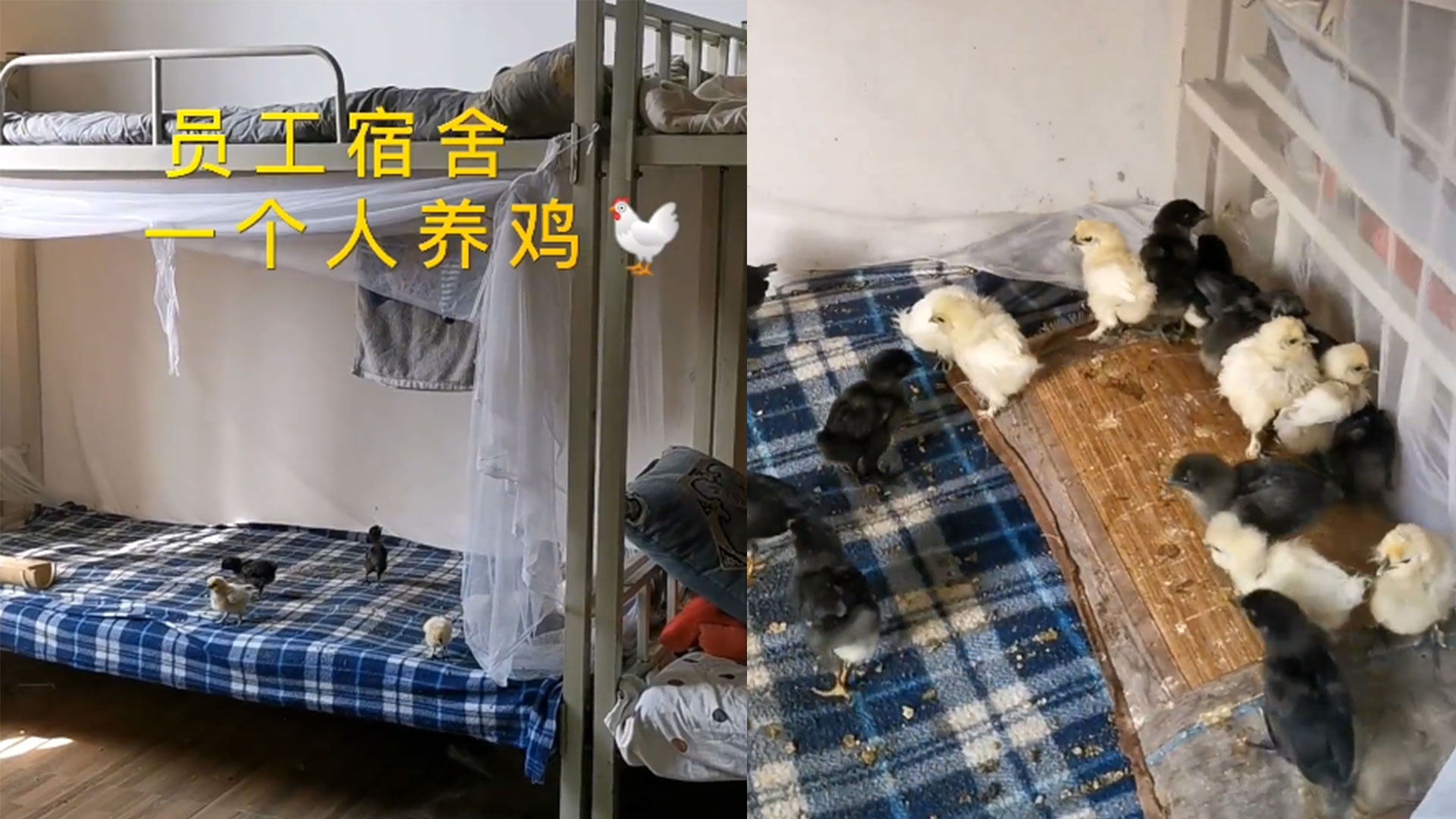 男子在工厂宿舍内养鸡,贴身喂养精心训练,一个举动让网友炸了哔哩哔哩bilibili