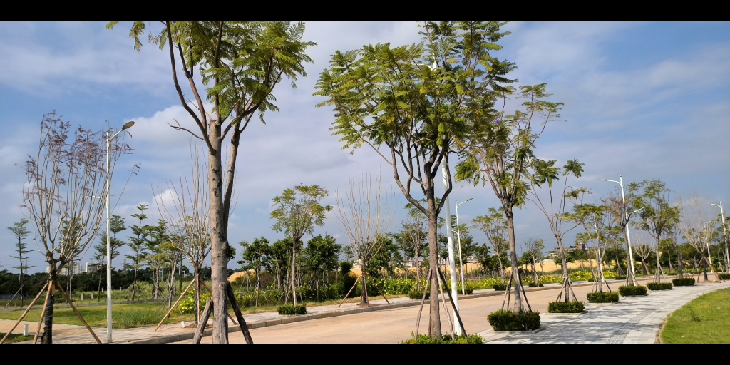 广东科技学院松山湖校区校园一角-第一弹
