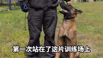 【淅川工作犬】视频加载中，速速查收惊喜！