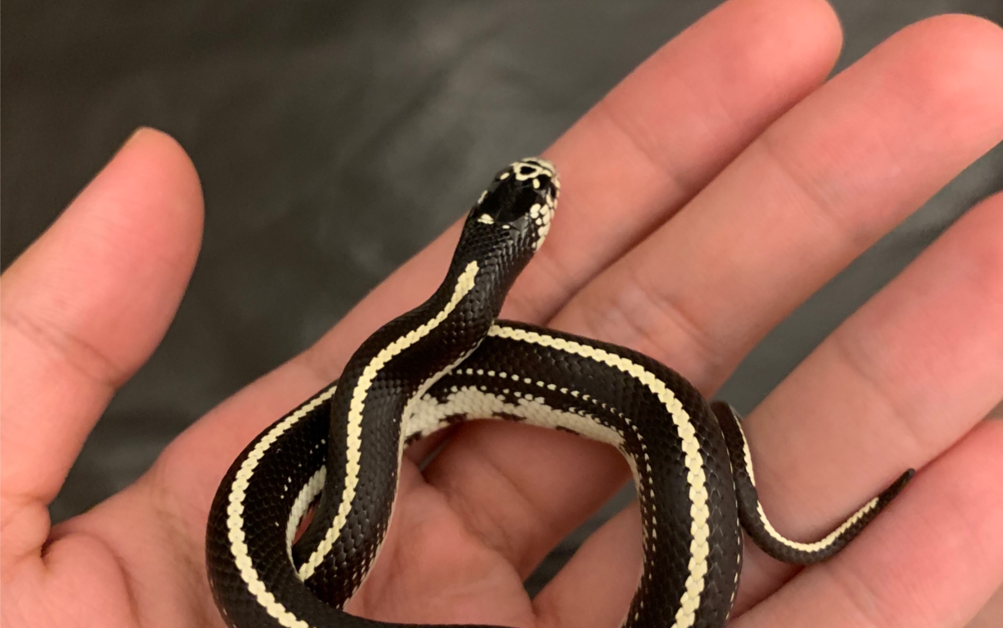 【加州王蛇喂食日常】蛇蛇吃什么?加州王蛇 开饭啦