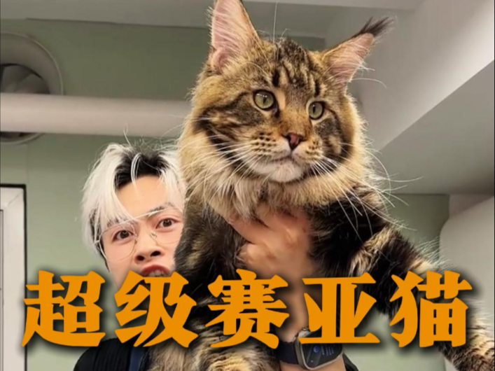 真的太大了，不愧是正规军海报