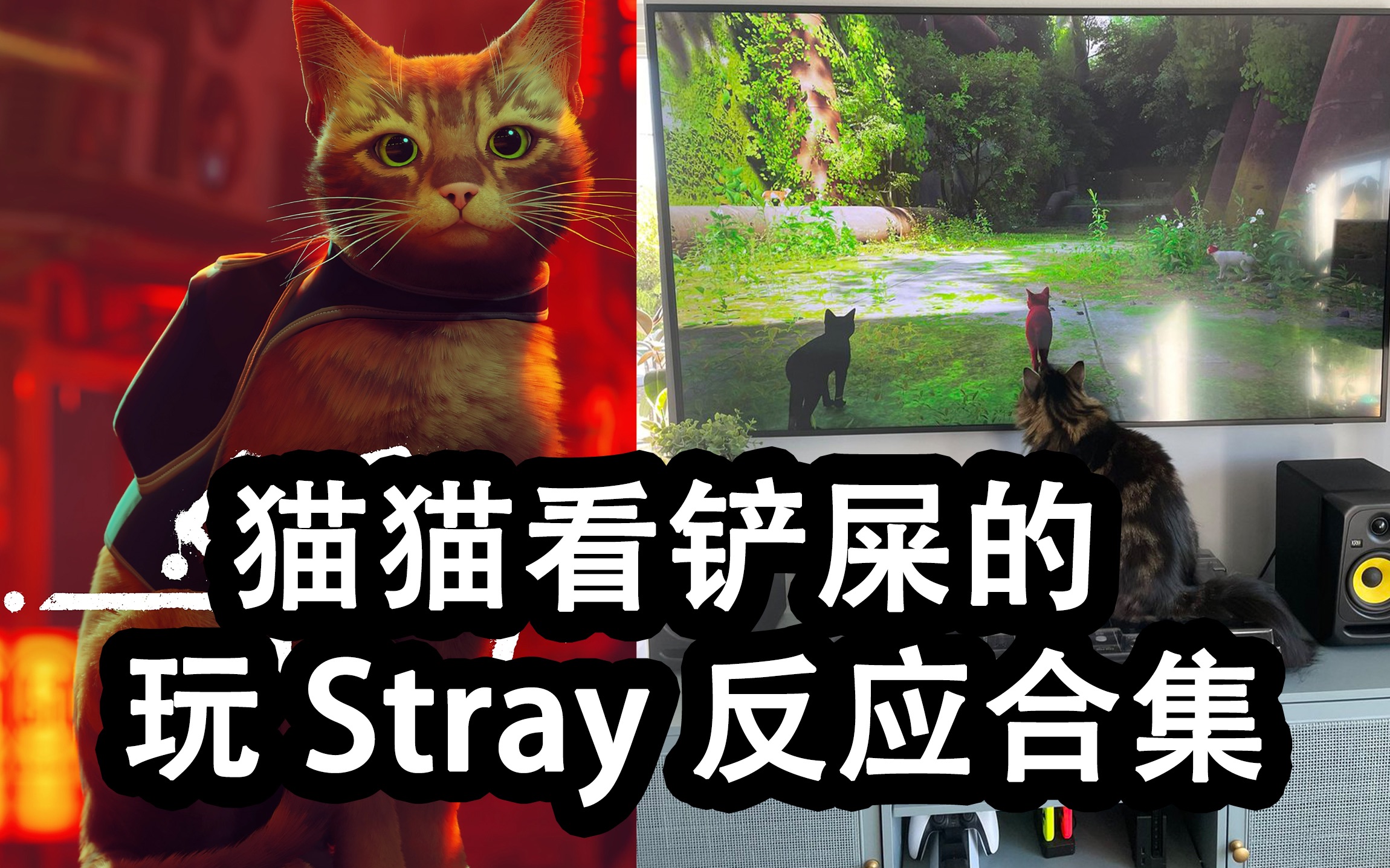 [图]Stray 迷失 猫猫看玩家玩游戏的反应合集