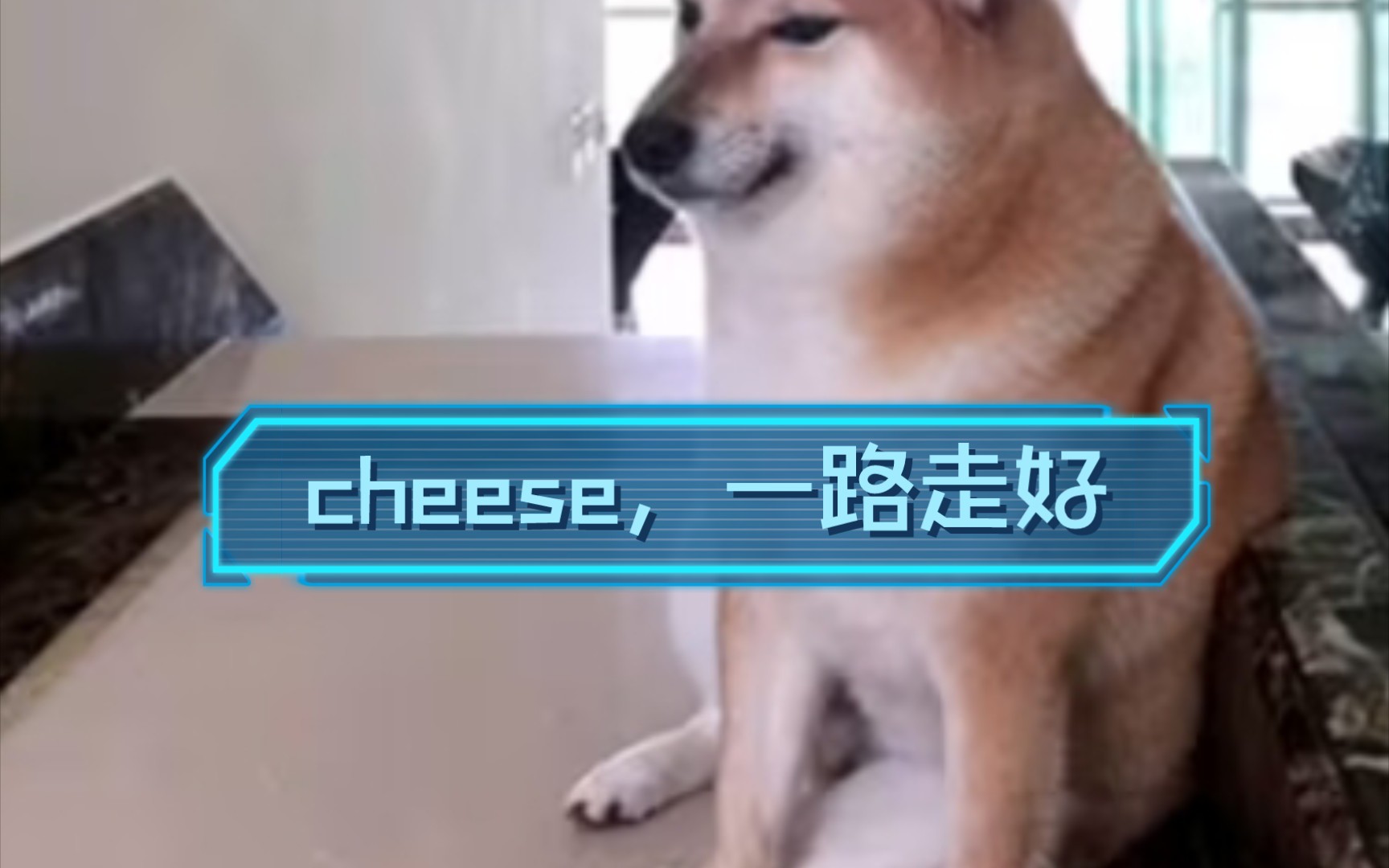 [图]cheese，一路走好