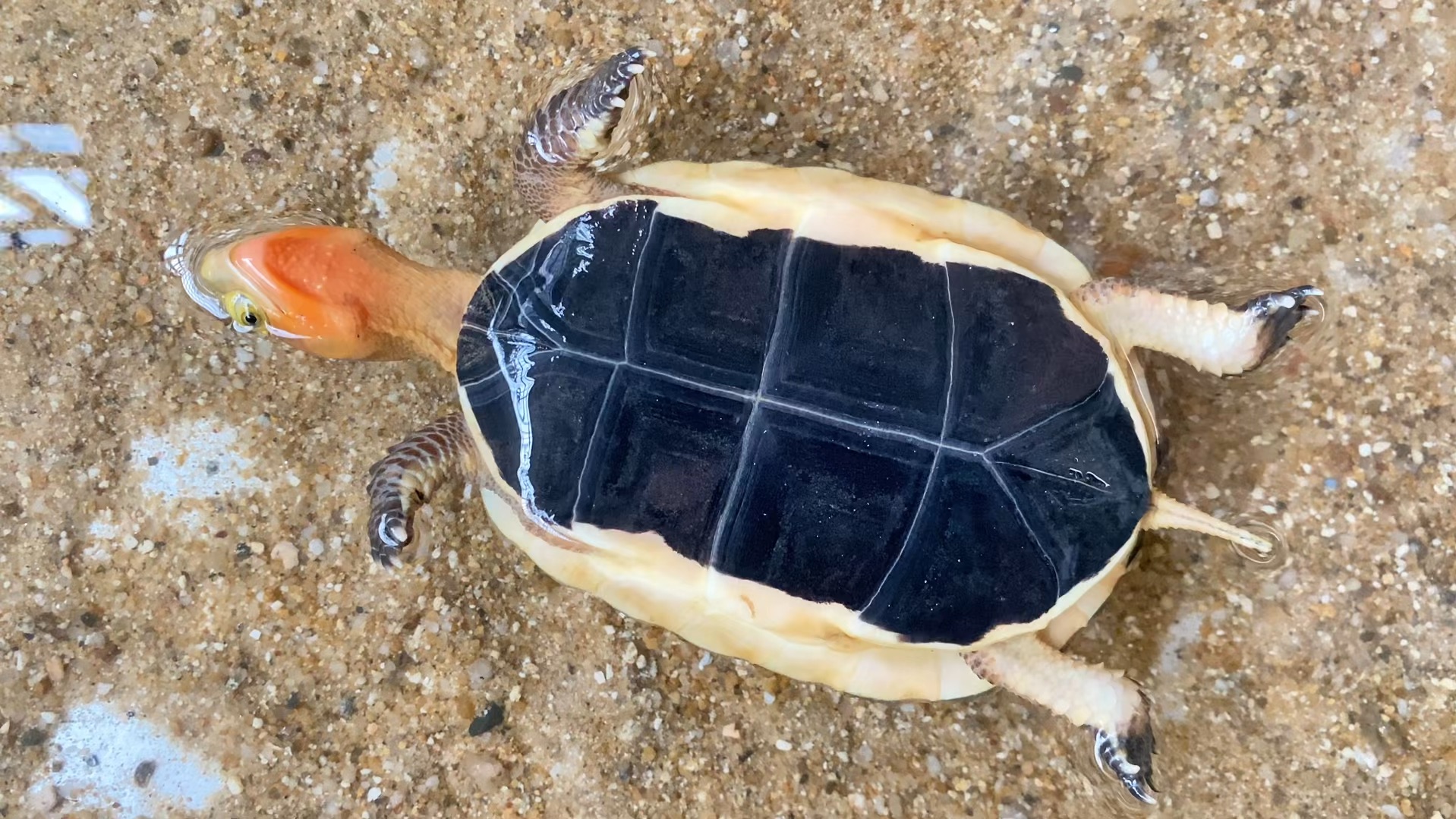 黄缘龟仰泳技能.