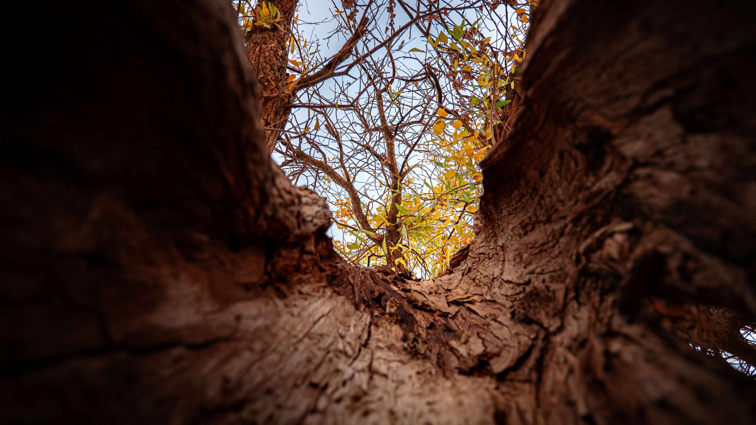 【摄影笔记】胡杨