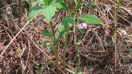 桔梗花 四叶菜 哔哩哔哩