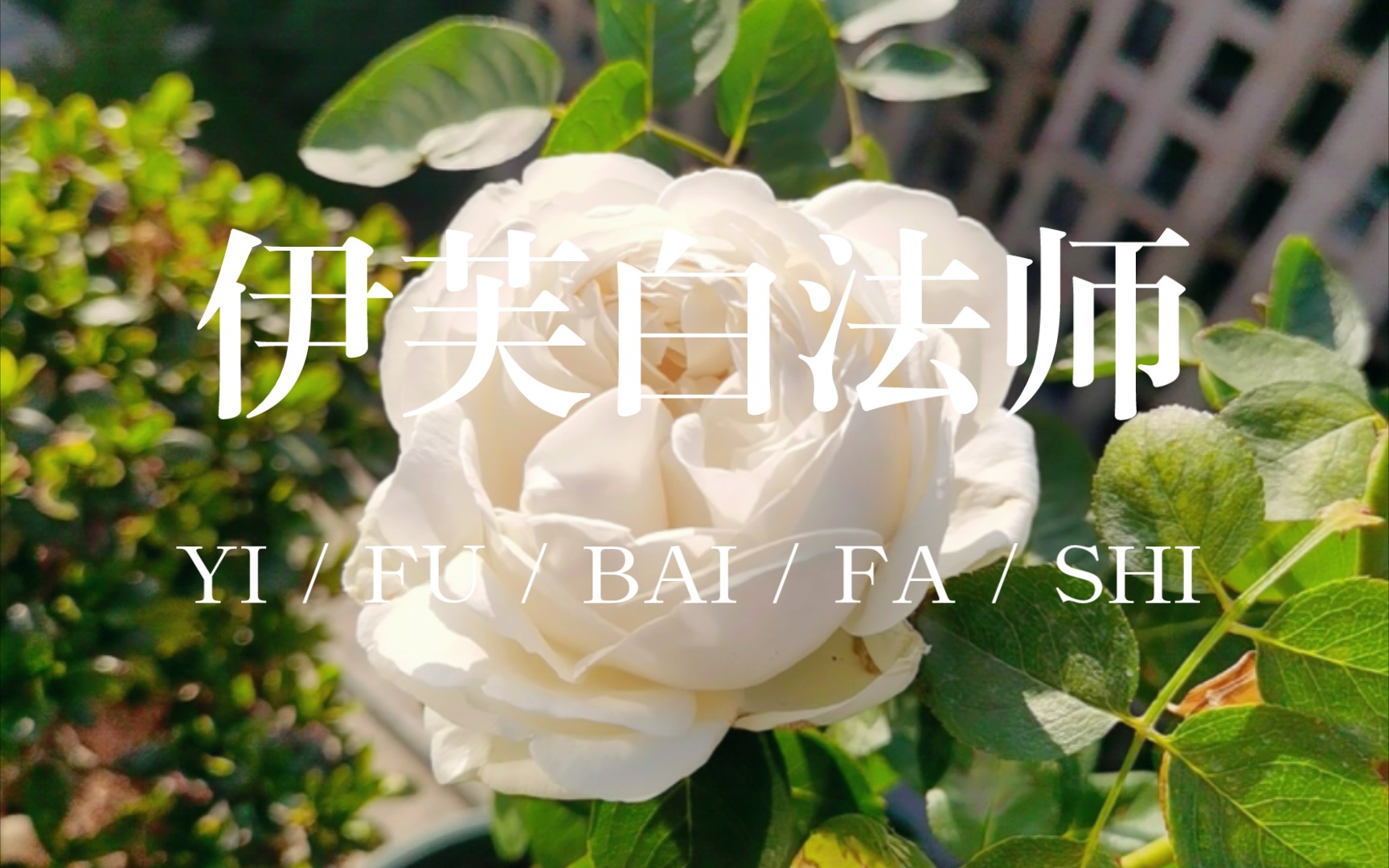 月季大花 伊芙白法师 入坑不亏