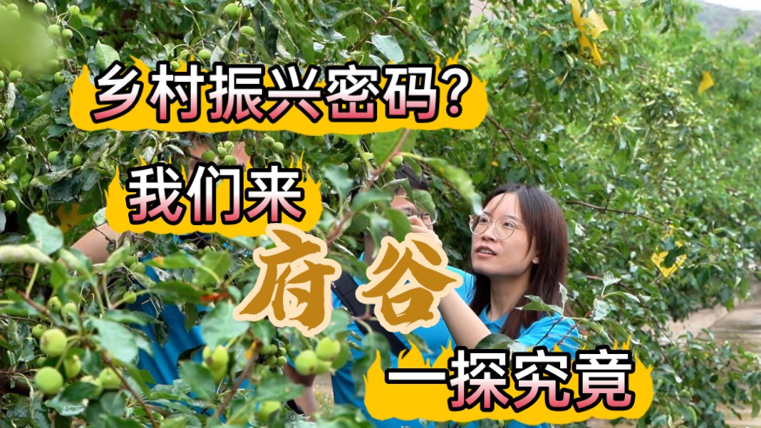 “在希望的田野上:文启'府'兴,乡熠'边'明”|西北大学府谷定边乡村振兴实践调研团讲好新时代的乡村振兴故事!哔哩哔哩bilibili