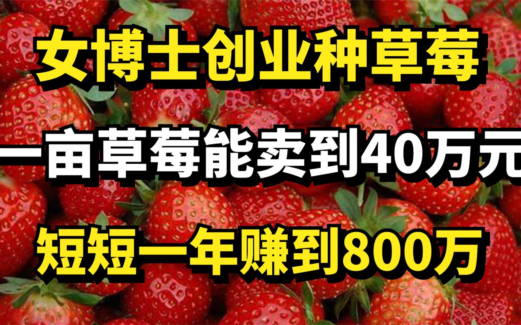 女博士创业种草莓,一亩草莓能卖到40万元,短短一年赚到800万哔哩哔哩bilibili