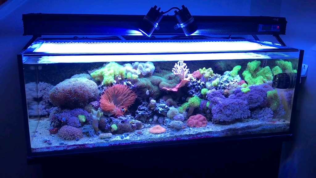 状态超好的lps海缸