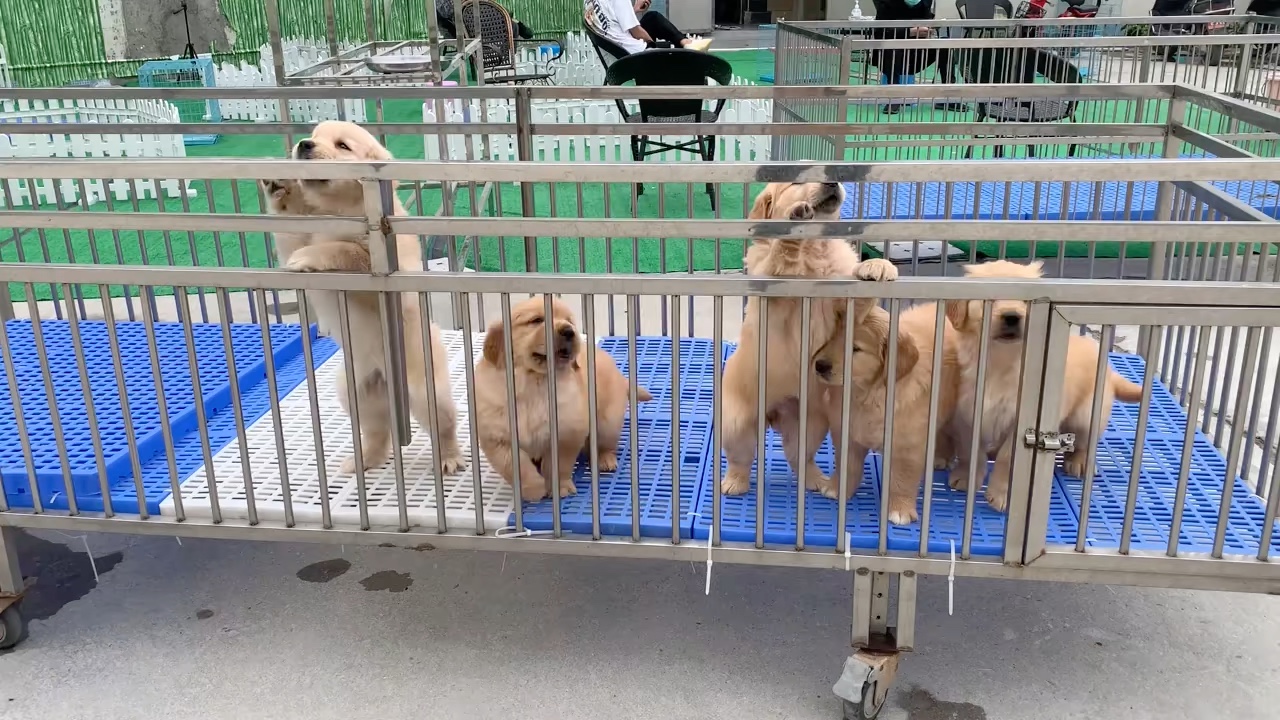 广州犬舍纯种金毛幼犬广州哪里有卖金毛犬大骨架金毛