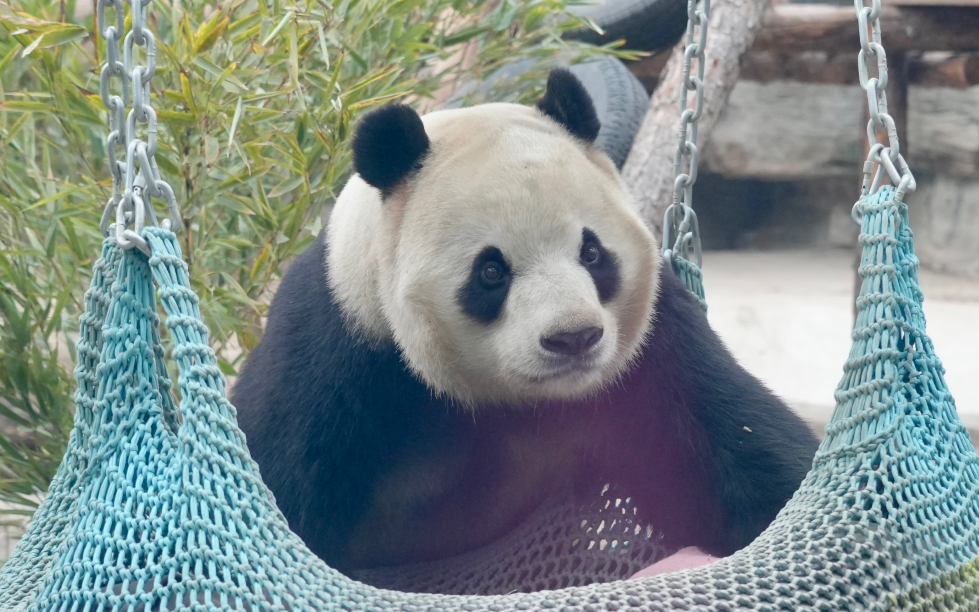 20230209胖大海魔法日记——坐大吊床够笋,笋遛进他身缝边,海海连拿带