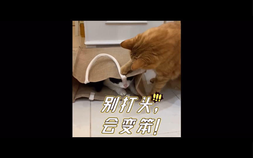 【角野隼斗Cateen】对猫弹琴.别打头,会变笨!哔哩哔哩bilibili