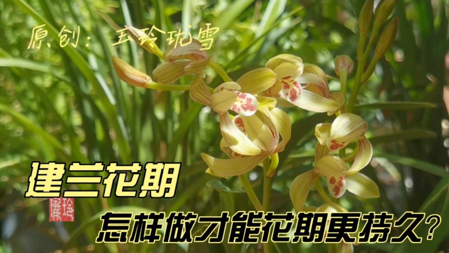 阳台养兰花:一饱眼福,建兰经典品种开花了,这样做花期更持久.哔哩哔哩bilibili