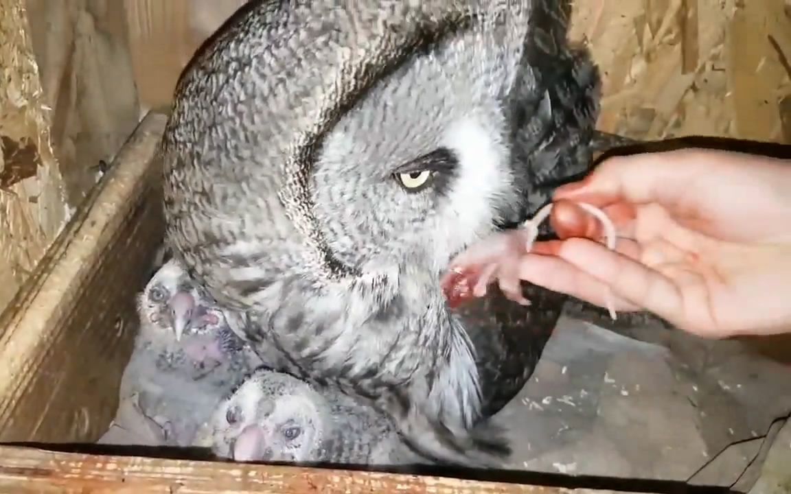 猫头鹰生了两只小鹰,主人给的肉,小块自己吃,大块给小鹰吃,母爱啊!