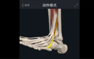 Tải video: 【Complete Anatomy】小腿肌群的系统解剖