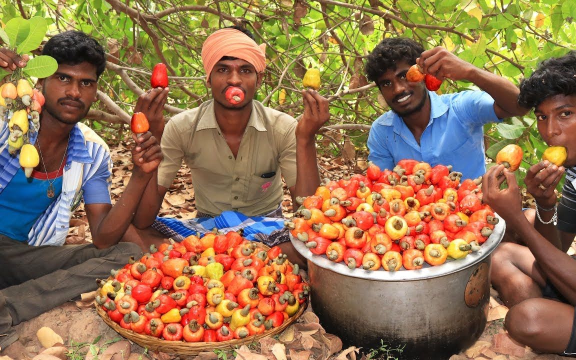 【泰米尔纳德邦】腰果采摘食用(原来腰果一部分可以当水果吃)_哔哩