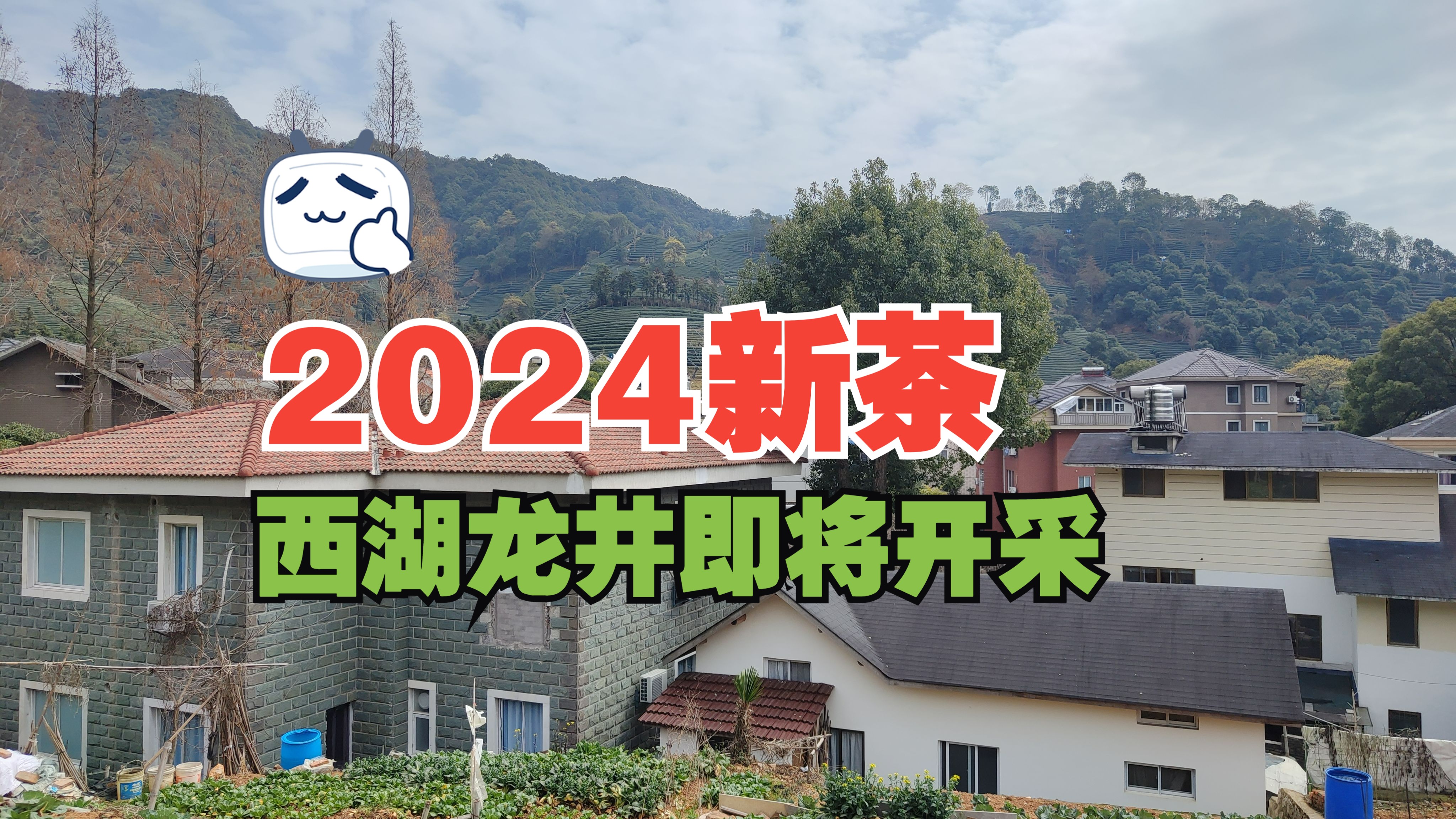 2024年西湖龙井新茶即将开采,杭州这个有茶园的村太让人羡慕了哔哩哔哩bilibili