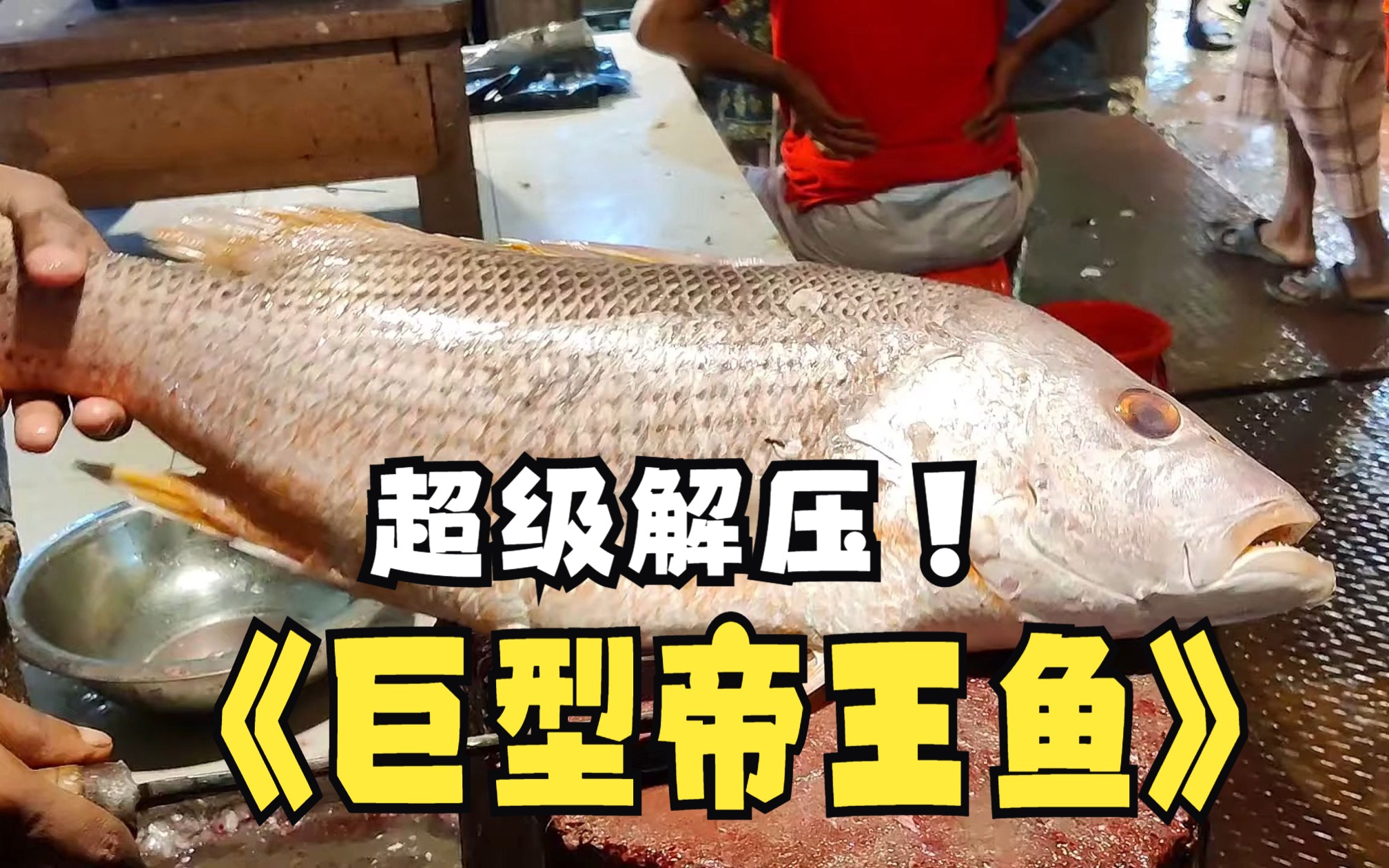 宰杀帝王鱼! 丝滑解压,来自孟加拉国鱼肉市场