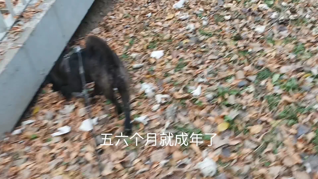 两广犬黑子(小黑)的日常哔哩哔哩bilibili