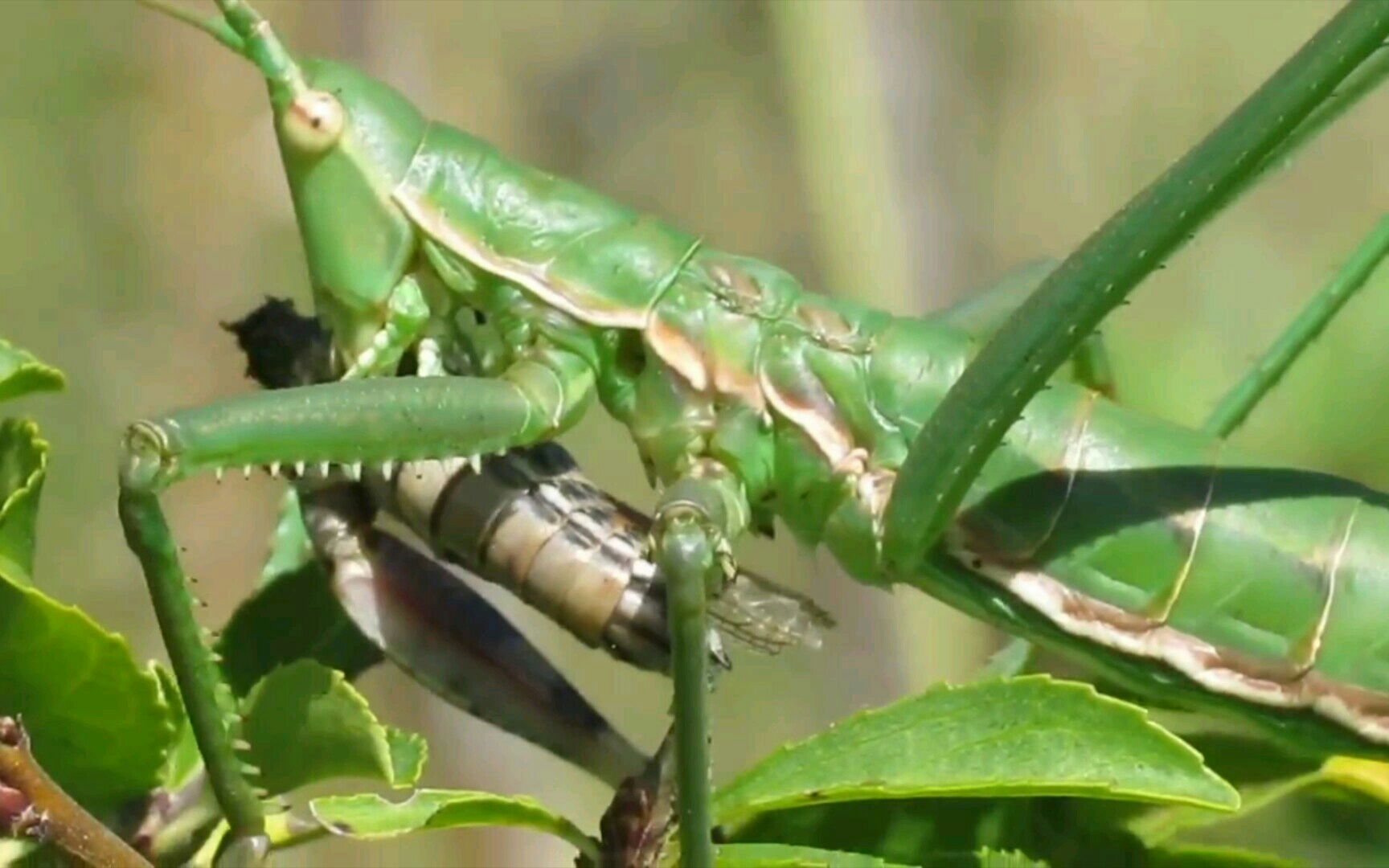 【youtube】saga pedo进食蝗虫