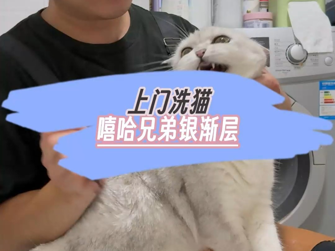 长沙上门洗猫 你们两个 真是不是一家人,不进一家门啊哔哩哔哩bilibili