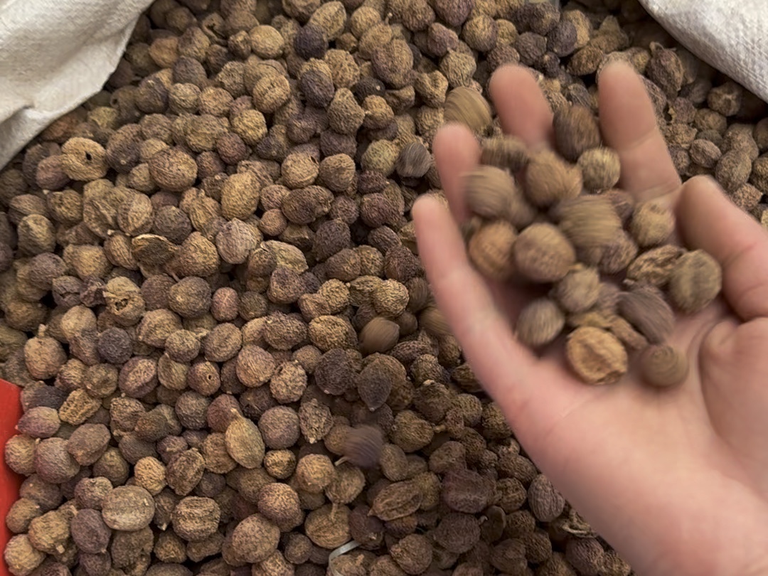 既是香料又是药材的砂仁不能煮15分钟以上哦,您清楚吗?