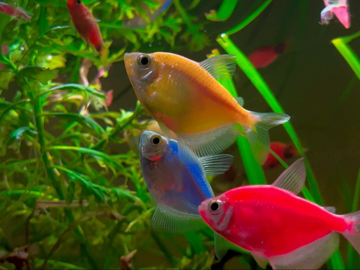 水草缸里有五颜六色的鱼!