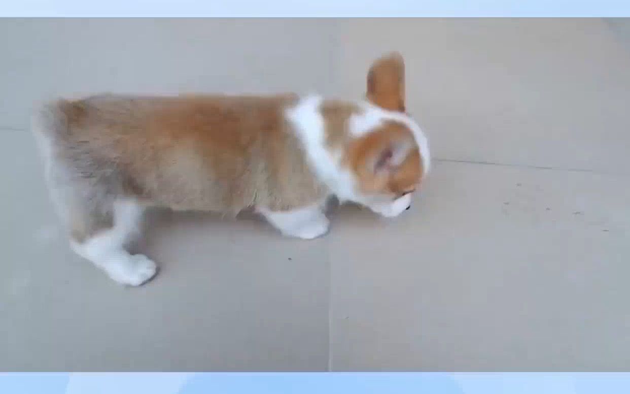 柯基犬尾巴一定要断吗