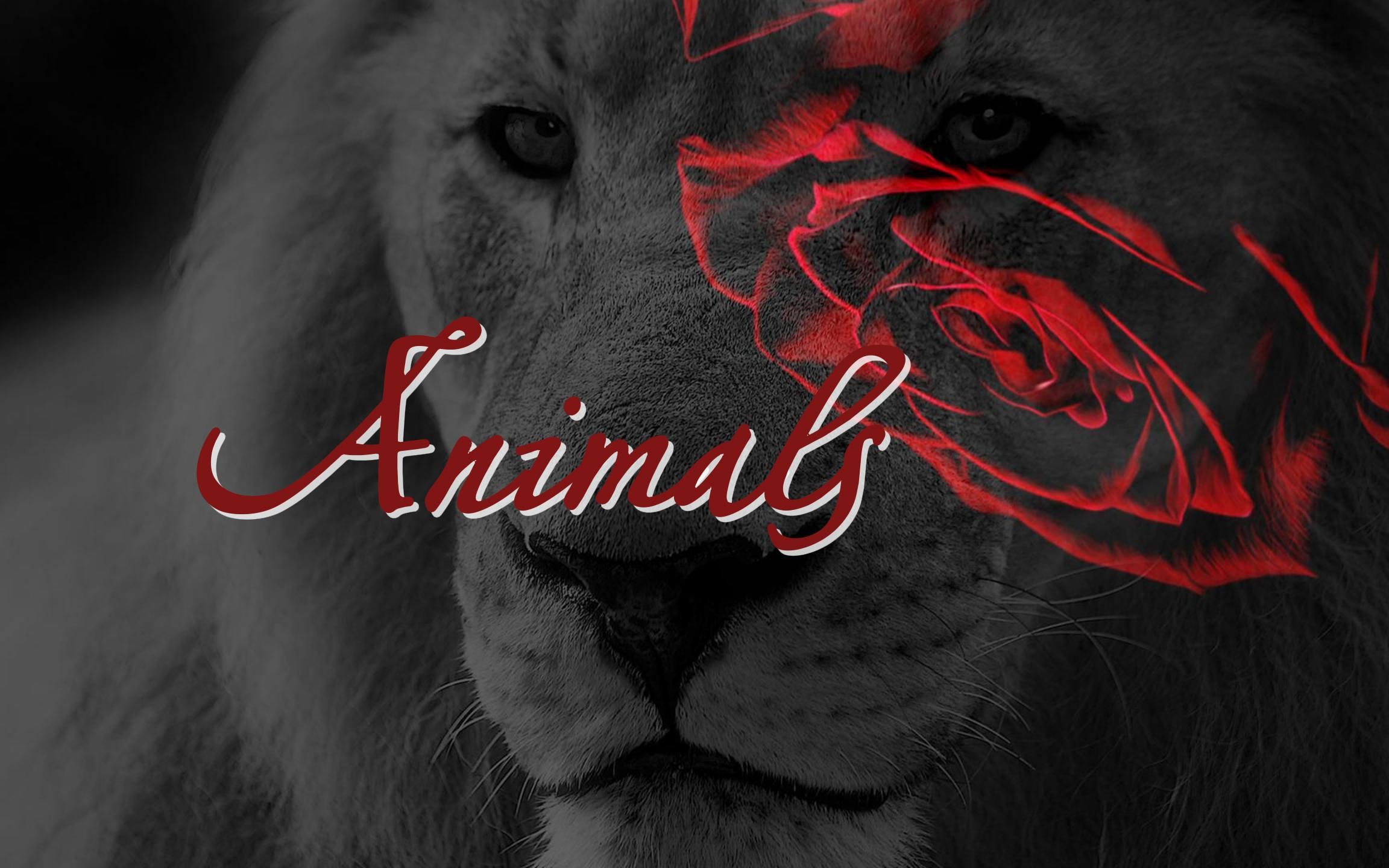 动态歌词排版◎《animals》maroon 5|"just like animals,animals