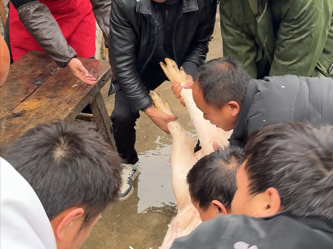 贵阳抓猪视频播放网站_农村养猪视频大全视频