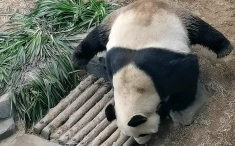 【大熊猫】金虎:完美不完美,让我的眼神儿告诉你!