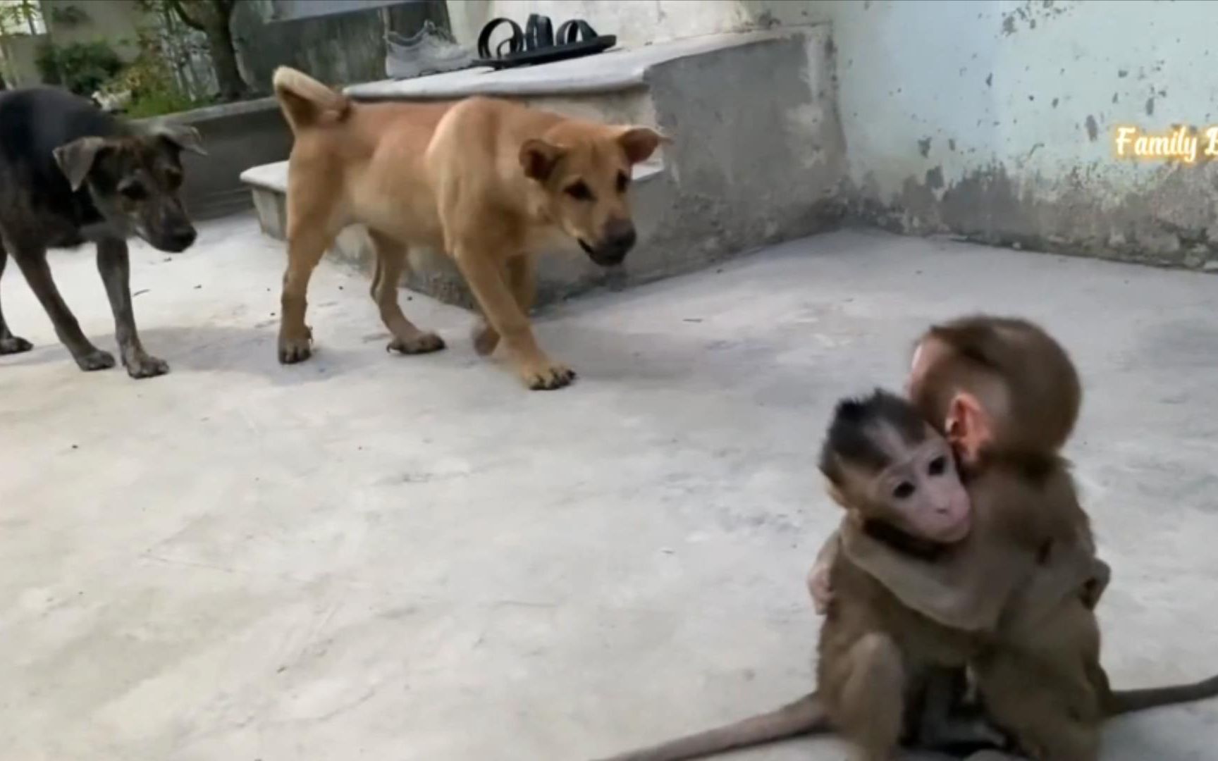 [图]猴崽子误闯狗领地，直接吓尿了，幸得好心人相救