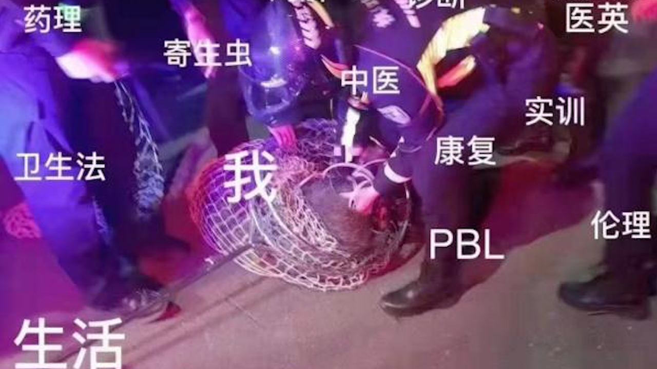 野猪闯校园警方追捕,学生“气氛组”神助攻,捉猪表情包疯传哔哩哔哩bilibili