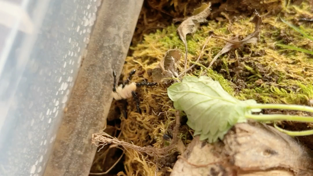 基氏细颚猛蚁喂食