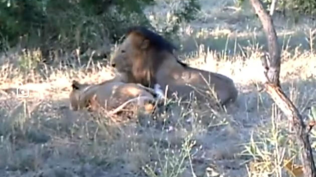 25号在idube保护区的坏男孩雄狮秃尾巴