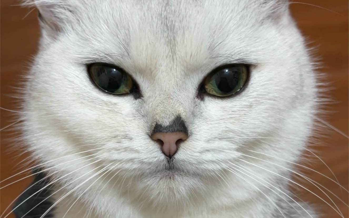 黑鼻子的猫你见过吗