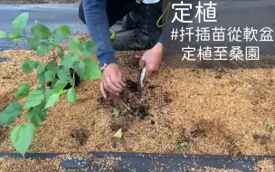 Скачать видео: 桑樹繁殖 扦插法