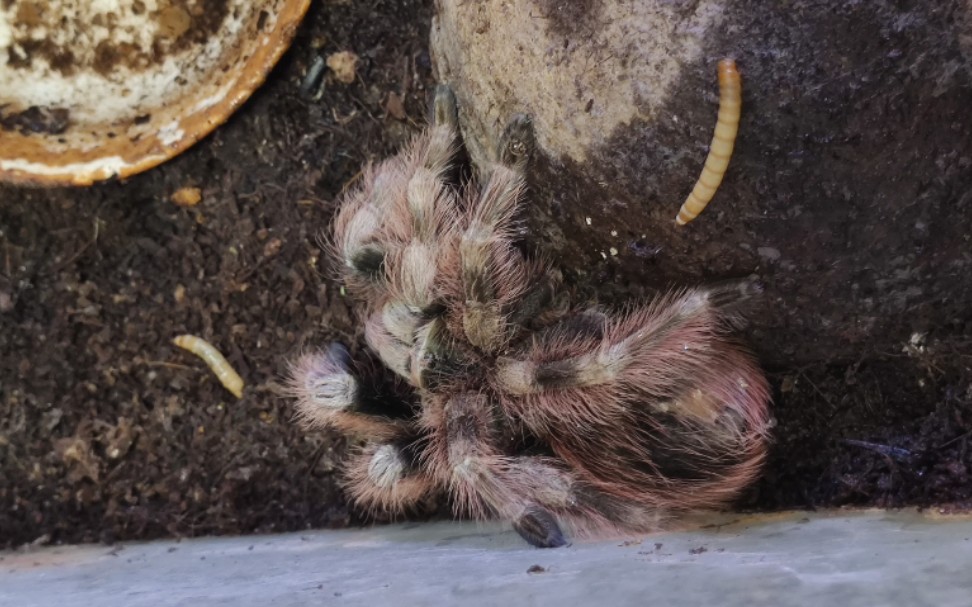 8岁的巴西黑白脚