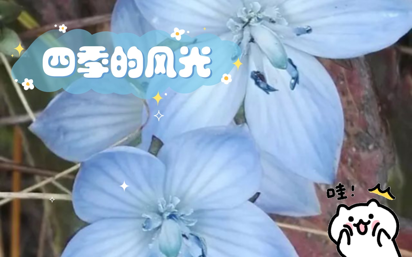 四季的风光哔哩哔哩bilibili