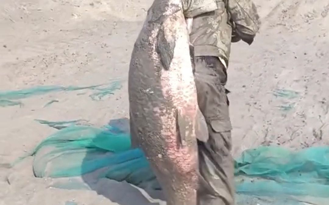 终于抓到一条大鱼了 渔民开心的背着鱼离开