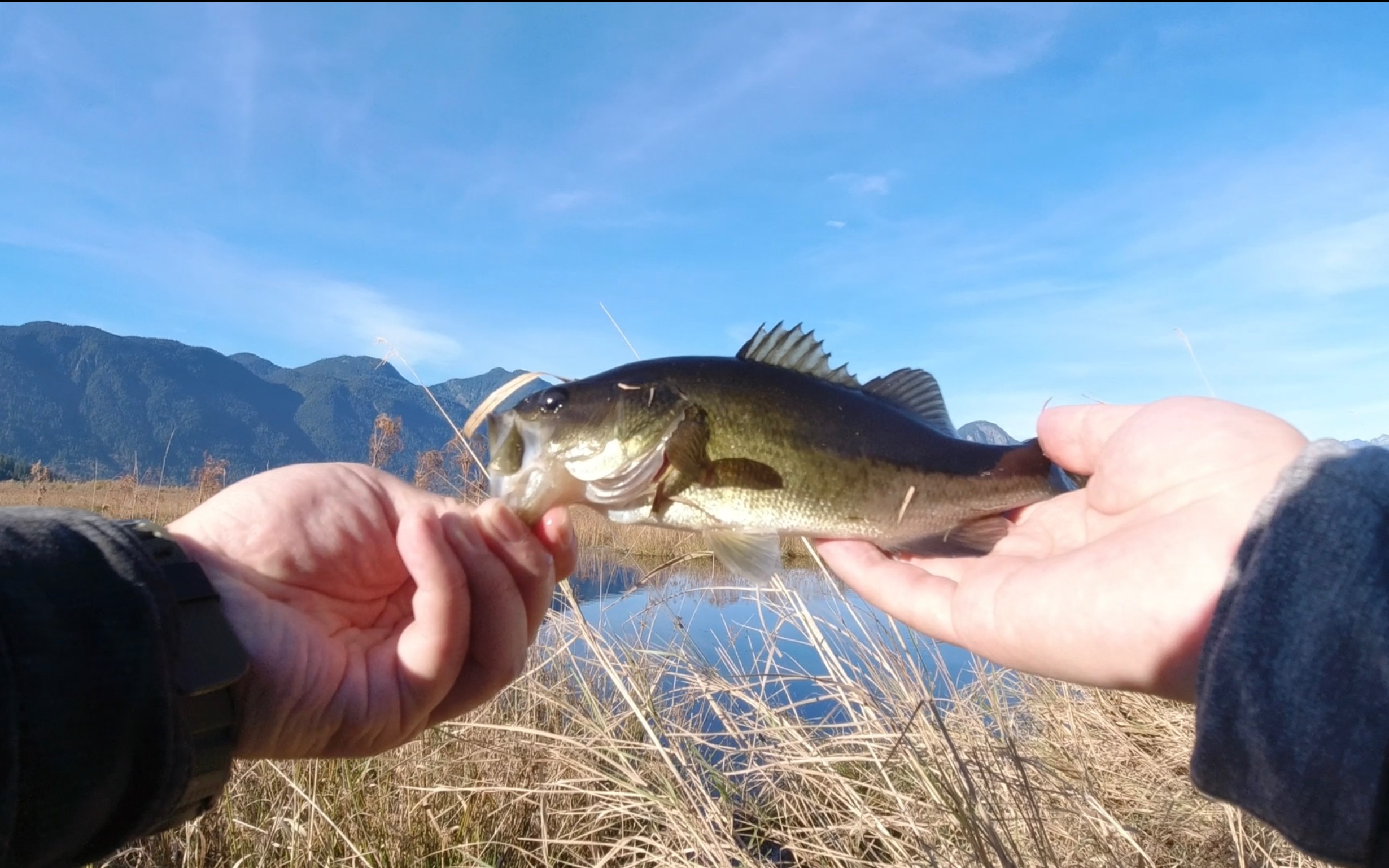 ul杆钓咪咪鲈大嘴鲈鱼路亚钓鱼ultra light rod fishing bass fishing