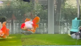 喜欢趴就趴着吧+量大管饱