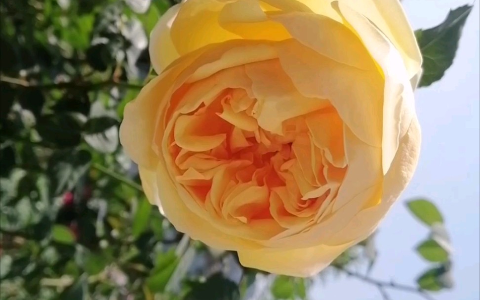 大花浓香包子月季朦胧的朱迪绽放,强水果香味香掉鼻子