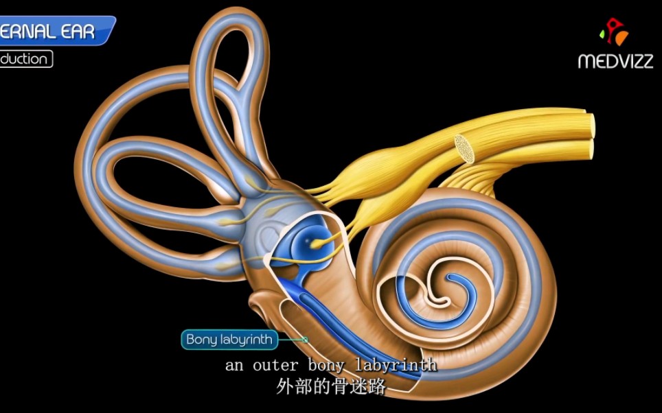 生理学耳蜗与前庭的构造内耳解剖感觉器官的功能神经系统考研西医综合哔哩哔哩bilibili