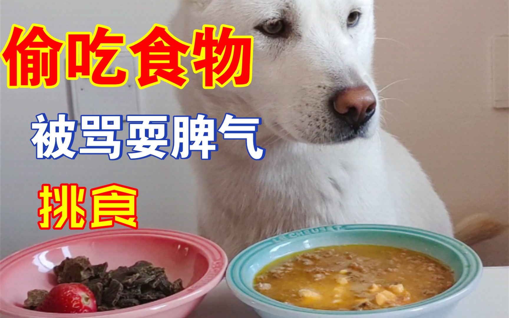 全网第一挑食土狗上线