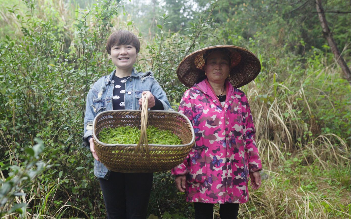 [图]第一茬深山野生茶，配上这种神奇的香草，胜过所有名茶